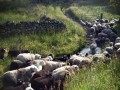 英格兰湖区牧羊人45000人为之着迷的生活