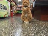 现实版猫的报恩：9年风雨无阻为主人守店！