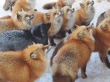 世界最萌的地方 这辈子一定要去日本狐狸村！
