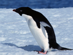 南极一座冰山导致5万只企鹅死亡！
