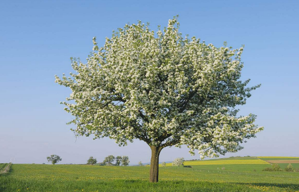 英文版：道士种梨Planting a Pear Tree