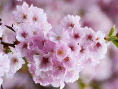 樱花一般是什么时候开放的？揭秘日本是如何预测樱花季的（双语）