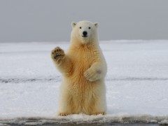 研究：气候变化将使北极熊在本世纪末灭绝Climate change on track to wipe out polar bears by end of century, study warns