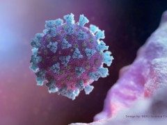 专家：新冠病毒变异后更具传染性 但是致死率可能下降了More infectious coronavirus mutation may be 'a good thing', says d