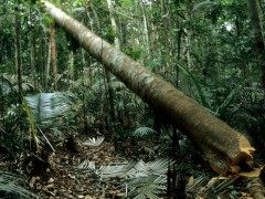 过去20年 全球森林覆盖面积减少近亿公顷World Lost 100 Million Hectares Of Forest In Two Decades: UN