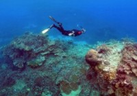 1995年以来，澳大利亚大堡礁珊瑚减少逾50%Great Barrier Reef has lost half of its corals since 1995