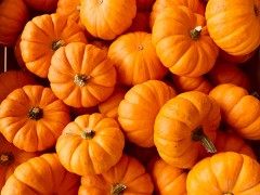 节日百科：万圣节南瓜能吃吗？Are Halloween pumpkins edible?