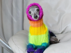 新晋Ins百万网红，居然是这只狗狗！没有驾驭不了的衣服Italian greyhound "Tika the Iggy" has become a viral TikTok sen