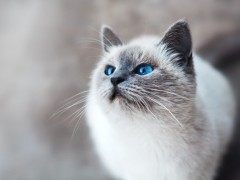 科学家揭秘猫的七种性格类型Scientists studied thousands of cats and identified 7 distinct personality traits