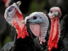 英国二氧化碳供应短缺 圣诞节将可能吃不到火鸡Turkeys won't be on Christmas menu if CO2 shortage persists