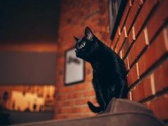 为什么黑猫在西方文化中是不祥之兆？Why Black Cats Are Associated With Halloween and Bad Luck?