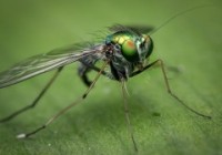 穿哪种颜色的衣服最招蚊子？研究找到了答案！New research says mosquitoes are most attracted to a specific color