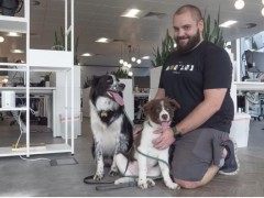 为吸引员工返岗 英国公司允许带狗上班Pet perks tempt staff back into the office